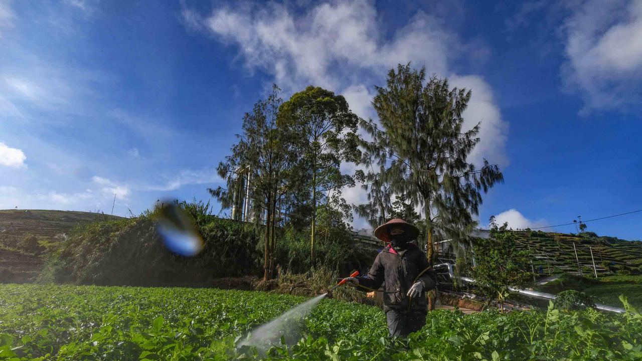 FOTO: Petani Kentang Dieng Terpinggirkan di Tengah Turunnya Harga Pupuk Subsidi