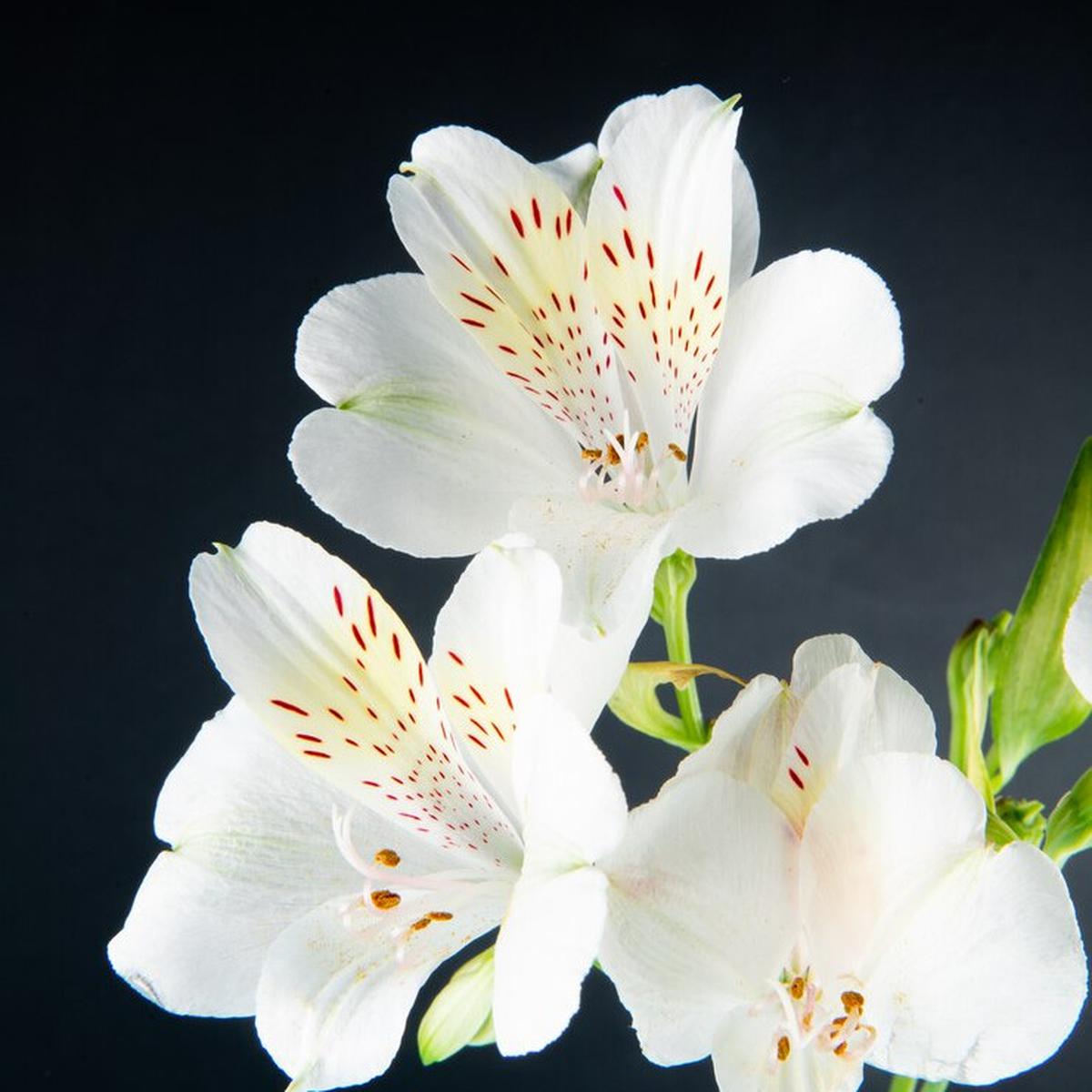 Parfum pria