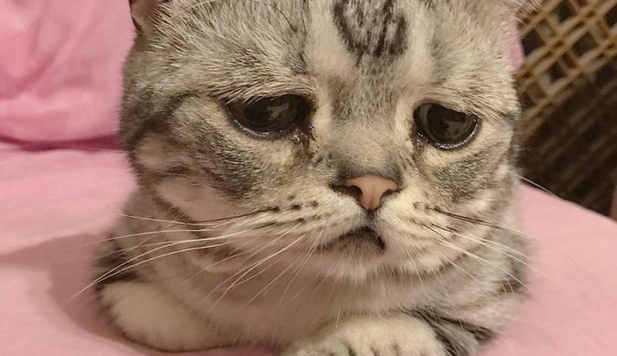 Unduh 63 Koleksi Gambar Ekspresi Kucing Sedih Paling Baru Gratis