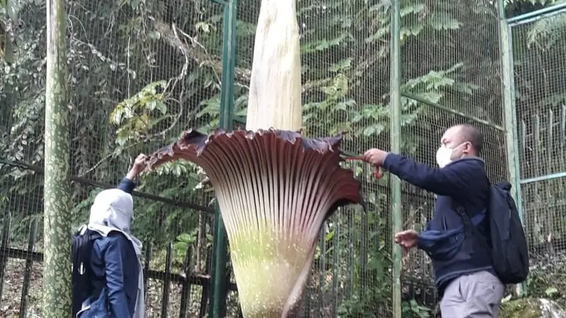 Bunga bangkai di Kebun Raya Cibodas, Cianjur, Jawa Barat mekar sempurna