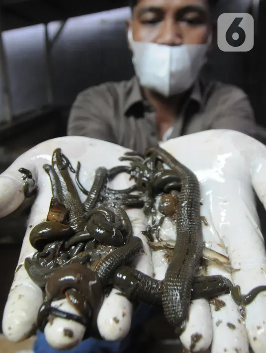 Peternak menunjukkan lintah rawa (Hirudinaria Manillensis) di pengobatan mutahir adopsi zaman kuno di Bedahan Depok, Jawa Barat, Senin (1/3/2021). Dalam sebulan peternak mampu meraih  rata-rata pendapatan  Rp 20 juta/bulan. (merdeka.com/Arie Basuki)