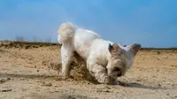 Learn how to stop dogs from digging and the reason behind it. (Photo: Niels Baars/Unsplash)