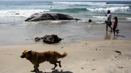 Bangkai paus kelabu dengan kondisi perut tersobek terdampar di Pantai Maria Martha, Baja California, Meksiko (12/9). (AFP Photo/Guillermo Arias)
