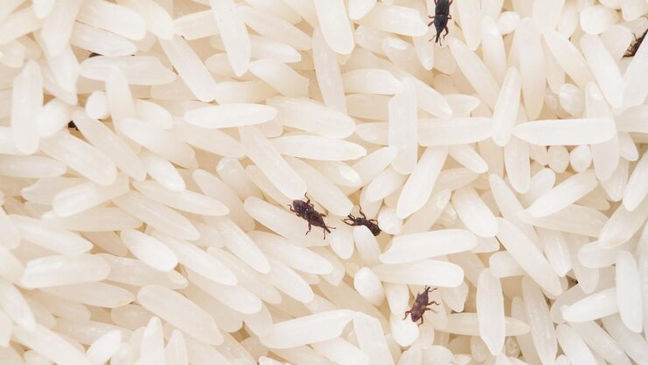 Cara Membersihkan Beras yang Sudah Berkutu agar Tetap Aman untuk Dikonsumsi