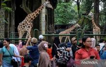 Lebih dari 350 Ribu Wisatawan Padati Ragunan Selama Libur Lebaran 2026