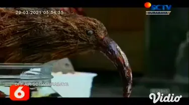 Buah kelapa kering yang biasanya dibuang percuma, ternyata bisa dimanfaatkan sebagai tanaman bonsai yang indah. Di tangan Junaedi, warga Desa Karangrejo, Jember, Jawa Timur, bonsai kelapa bisa dibentuk sedemikian rupa.