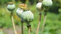 Ilustrasi bunga opium (iStock)