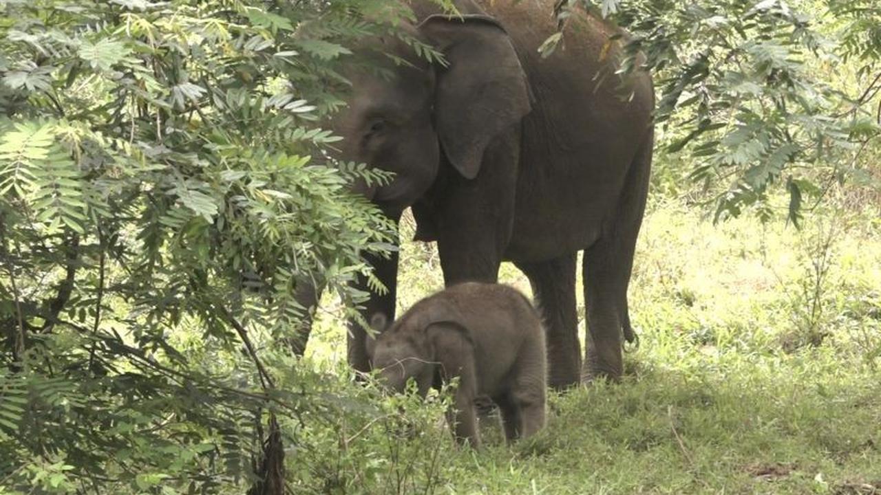 Fakta Unik Anak Gajah Sumatera Jermey di TNWK, Namanya Terinspirasi Dubes Inggris!