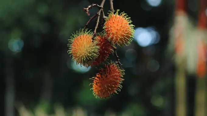rambutan
