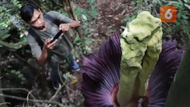 Amorphophallus titanum