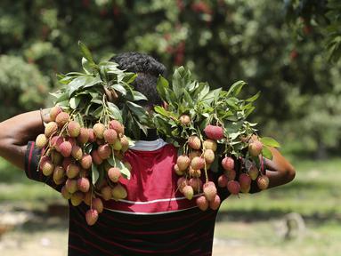 Seorang anak laki-laki membawa lengkeng di sebuah kebun di pinggiran Jammu, India, Sabtu, 19 Juni 2021. Lengkeng dikenal sebagai buah yang menyejukkan sangat diminati di musim panas. (AP Photo/Channi Anand)