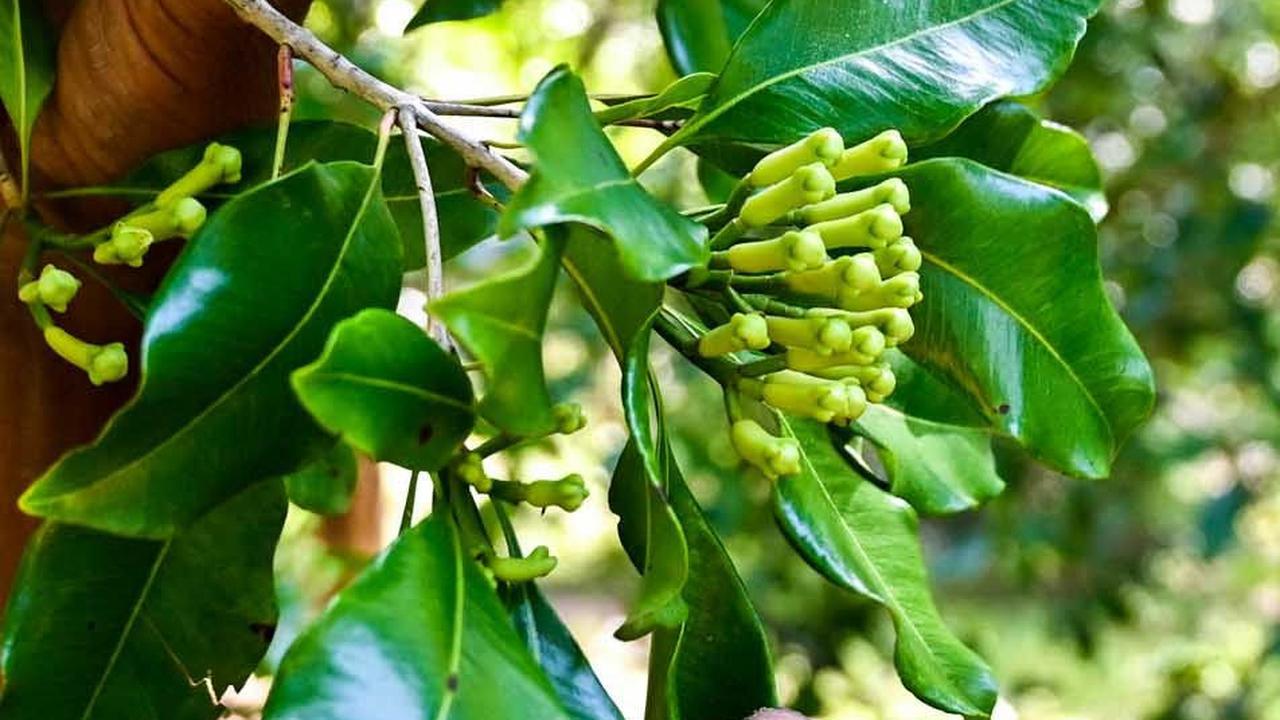 Adakah Efek Samping dari Penggunaan Cengkeh?<br>