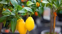 Bagaimana cara menanam pohon lemon yang baik?