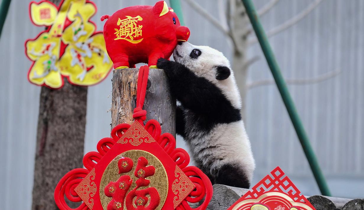 Seekor panda bermain dengan boneka babi di kandangnya menjelang  Tahun Baru Imlek di provinsi Sichuan, China, 31 Januari 2019. Sebelas anak panda yang lahir tahun 2018 diperlihatkan kepada publik untuk menyambut Imlek pada 5 Februari. (STR/AFP)