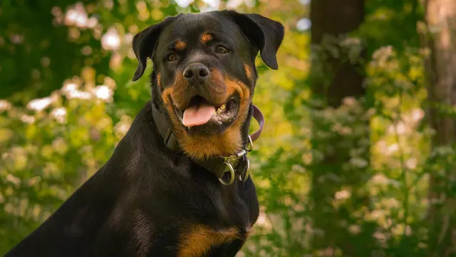 Rottweiler