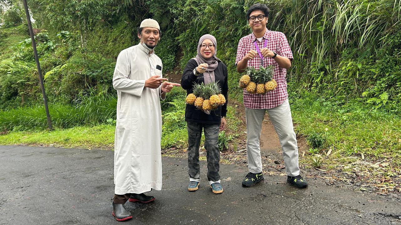 Manisnya Nanas Purbalingga: NanasQu Binaan Pertamina Gandeng 900 Petani Lokal Tembus Pasar Ekspor