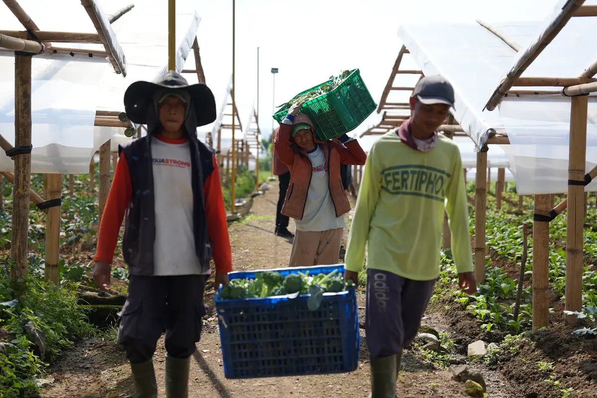 Petani di Cipanas Rasakan Dampak Nyata MBG