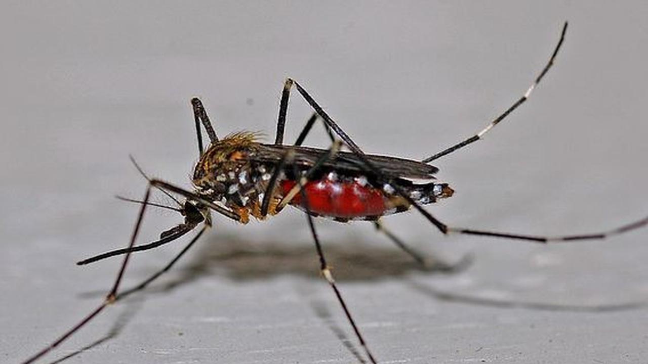 Gejala Virus Oropouche