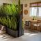 Jenis Tanaman yang Cocok Jadi Sekat Ruangan. (Foto: AI)
