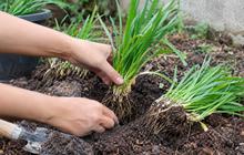 8 Cara Menanam Kucai Bawang dari Rumpun untuk Persediaan Bumbu
