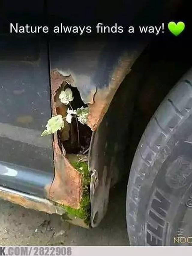 7 Potret Kendaraan Ditumbuhi Tanaman Liar dari Motor Hingga Mobil Ini Heran