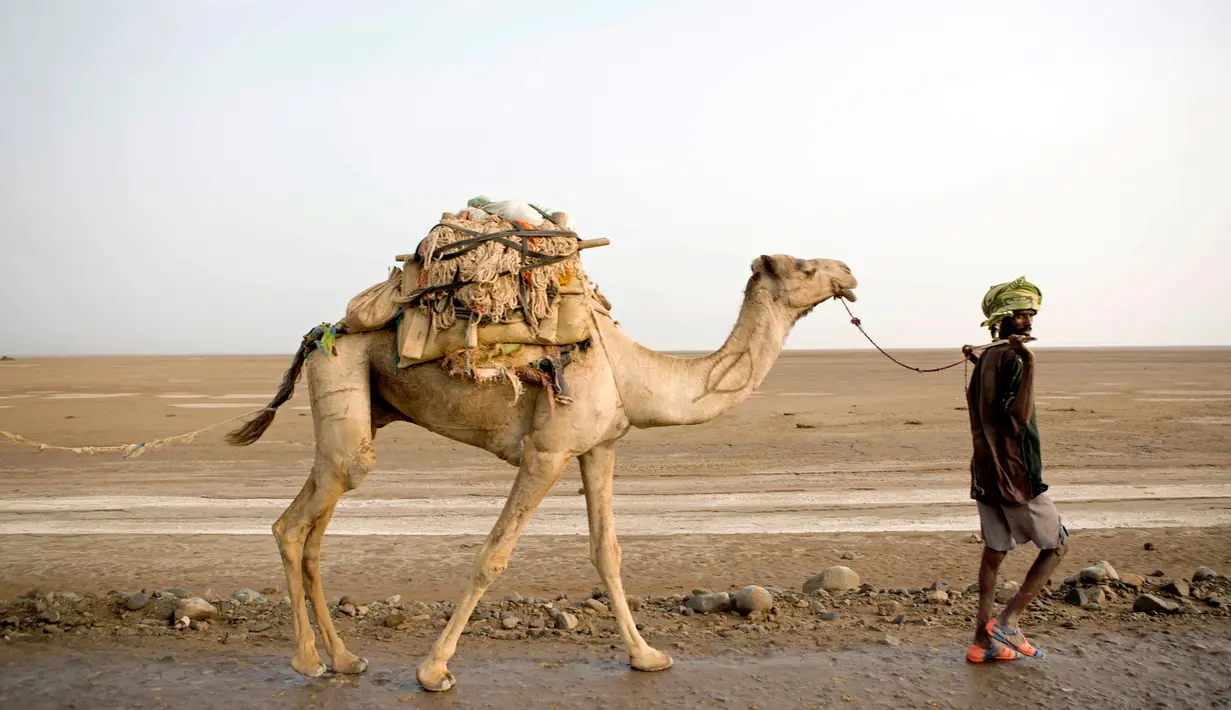 Seorang pria membawa unta yang mengangkut garam untuk di jual kepasar garam Berhale, Afar, Ethiopia (28/3). (AFP Photo/Zacharias Abubeker)