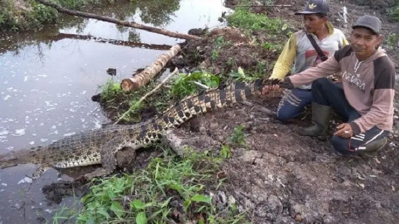 Serangan Buaya di Jambi