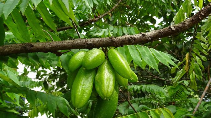 7 Manfaat Daun Belimbing Wuluh Untuk Kesehatan Yang Jarang