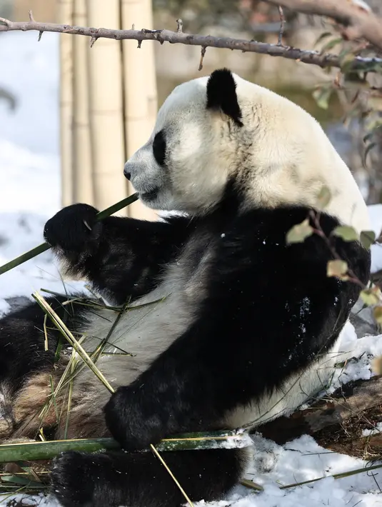 Seekor panda raksasa menyantap bambu di Rumah Panda Xining yang diselimuti salju di Xining, ibu kota Provinsi Qinghai, China barat laut, pada 21 November 2020. (Xinhua/Wu Gang)
