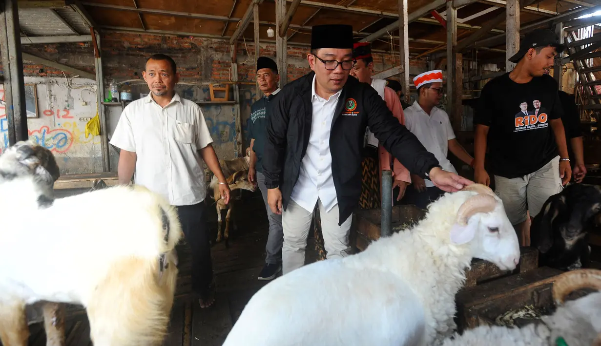 Ridwan Kamil mengatakan akan membuat Pasar Kambing Tanah Abang Jakarta Pusat menjadi sentra kuliner serta kawasan ekonomi rakyat. (merdeka.com/Arie Basuki)