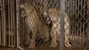 <p>Puerto Rico menutup satu-satunya kebun binatang setelah bertahun-tahun diduga diabaikan. (AP Photo/Alejandro Granadillo)</p>
