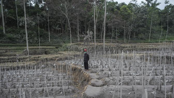 Seorang warga memeriksa lahan pertanian yang terdampak letusan Gunung Semeru di Lumajang, Provinsi Jawa Timur (3/12/2020). Menurut Kepala PVMBG Badan Geologi Kementerian ESDM Kasbani juga meminta masyarakat mewaspadai gugurnya kubah lava di Kawah Jonggring Seloko. (AFP/Juni Kriswanto)