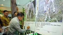 Wakil Presiden Jusuf Kalla (tengah) membubuhkan nama buat bayi gajah usai membuka Pekan Lingkungan Hidup Kehutanan 2016 di Jakarta, Kamis (9/6/2016). Pekan Lingkungan Hidup Kehutanan 2016 juga dimeriahkan dengan mini zoo. (Liputan6.com/Helmi Fithriansyah)