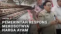 Harga Ayam Anjlok, Pemerintah Siapkan Langkah Penyelamatan Peternak