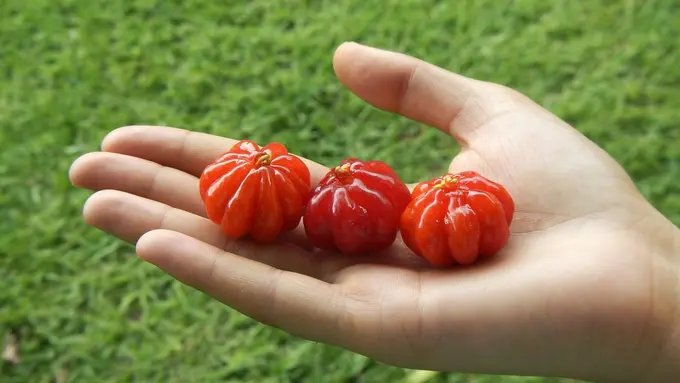 Ilustrasi buah dewandaru