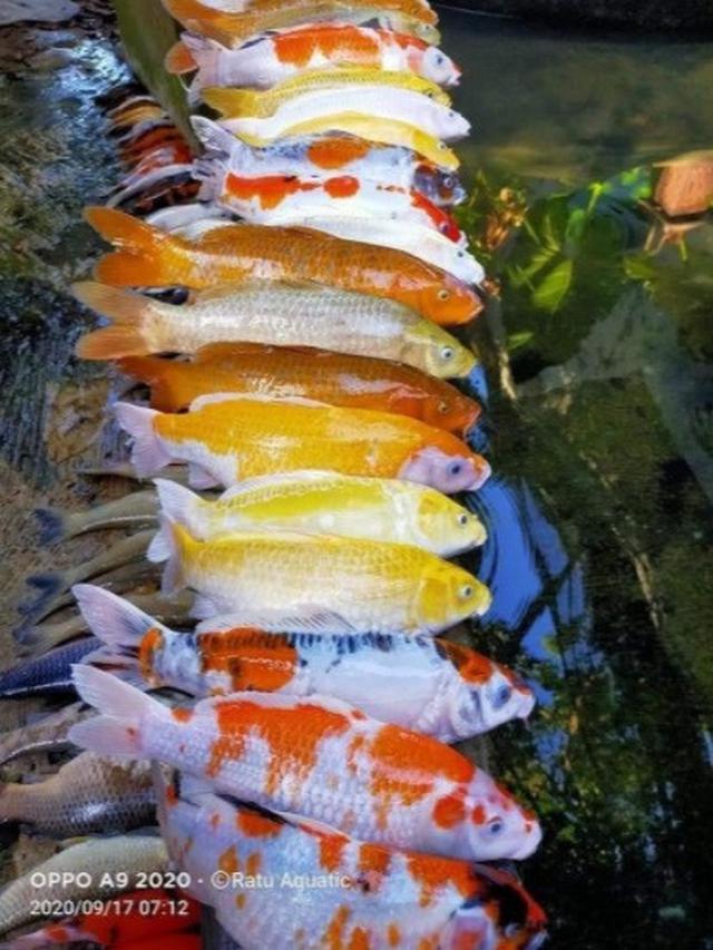 Lupa Pasang Pompa Air Pria Ini Dapati Puluhan Ikan Hiasnya Mati Citizen6 Liputan6 Com