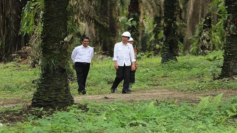 Presiden Joko Widodo didampingi Mentan Amran Sulaiman saat meninjau kebun kelapa sawit rakyat di Desa Panca Tunggal, Sungai Lilin, Kabupaten Musi Banyuasin, Sumatera Selatan, Jumat (13/10/2017). (Dok Gapki)