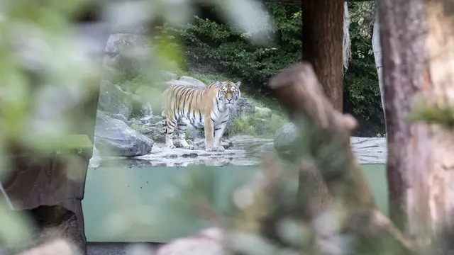 Salah satu harimau Siberia di kebun binatang Zurich.