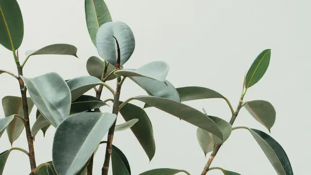 Tanaman Kekurangan Nutrisi