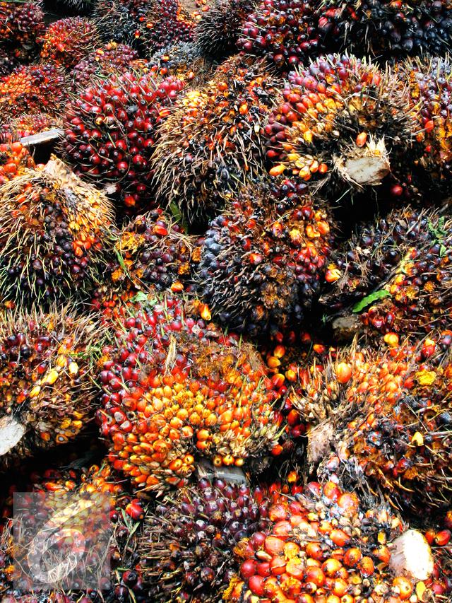 20160308-Ilustrasi-Kelapa-Sawit-iStockphoto