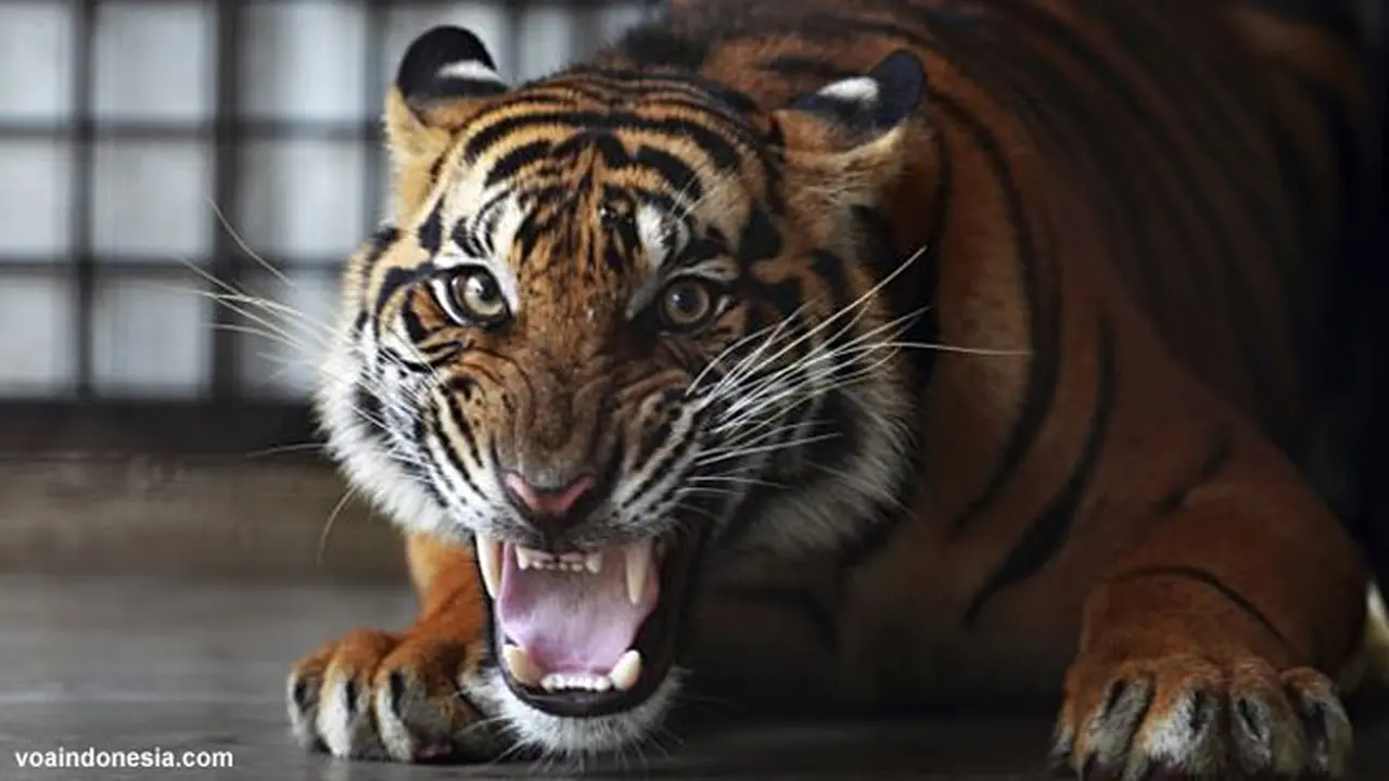 harimau-sumatera130710b.jpg