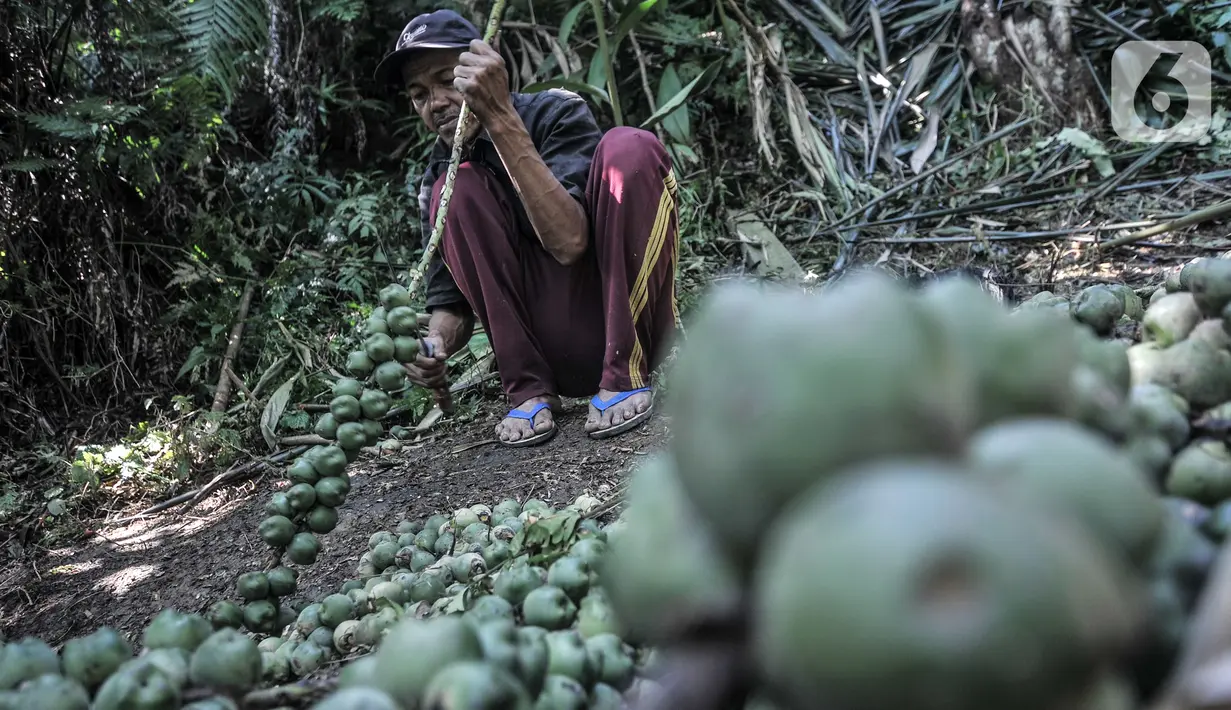 Ajum (51) memisahkan buah aren batangnya sebelum dimasak menjadi kolang-kaling di Kampung Citugu, Desa Puraseda, Leuwiliang, Kabupaten Bogor, Jawa Barat, Minggu (25/4/2021). Menurut Ajum, tahun ini permintaan kolang-kaling menurun drastis dibandingkan tahun lalu. (merdeka.com/Iqbal S. Nugroho)