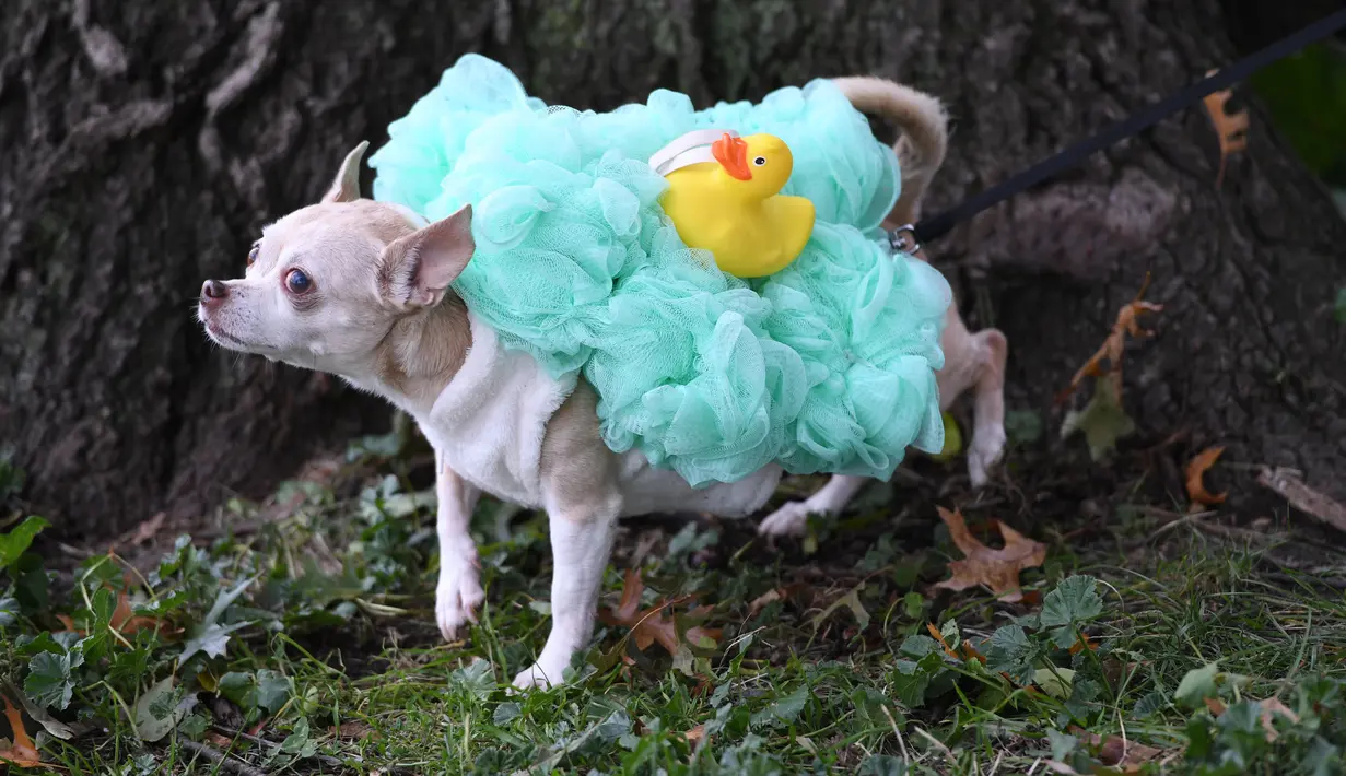 Seekor anjing dalam kostum terlihat selama Parade Tompkins Square Halloween Dog di New York, 27 Oktober 2018. Parade Halloween khusus anjing ini digelar setiap tahun, dan tahun ini merupakan gelaran yang ke-28. (TIMOTHY A. CLARY / AFP)