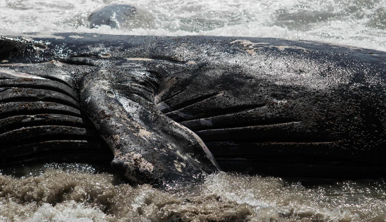 Bangkai paus kelabu dengan kondisi perut tersobek terdampar di Pantai Maria Martha, Baja California, Meksiko (12/9). (AFP Photo/Guillermo Arias)