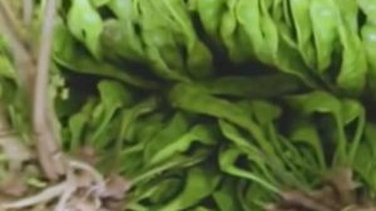 Kini produk petai mereka dijual ke seluruh Indonesia. Bahkan pernah mereka mendapat pesanan dari Hongkong.