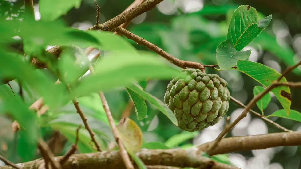 Buah Srikaya