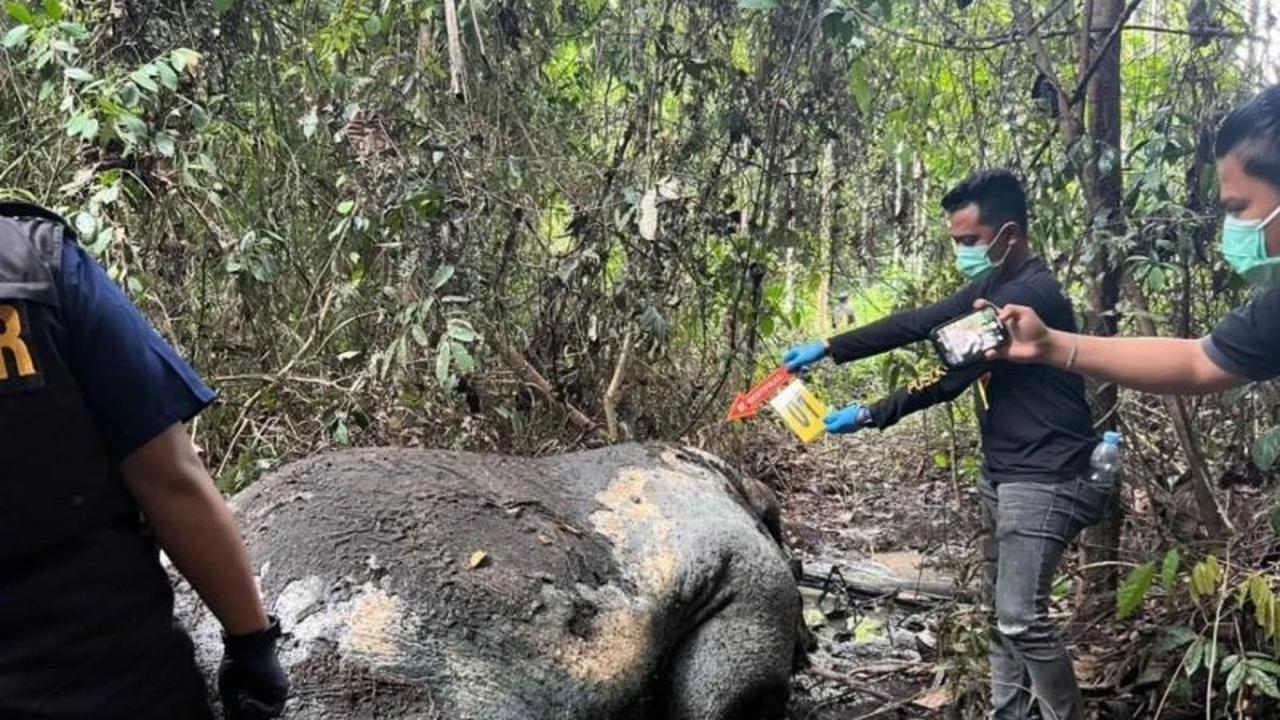 Polres Pelalawan Selidiki Kematian Gajah Tanpa Kepala di Areal Konsesi