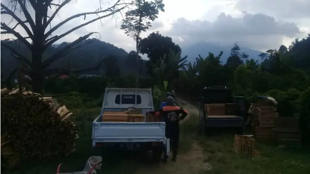 Pagi di Kebun Jeruk Gerga Kerinci yang Punya Rasa Nano-nano