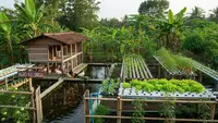 9 Ide Peternakan Kecil Campuran Ayam dan Ikan untuk Usaha Keluarga, Untung Berlipat