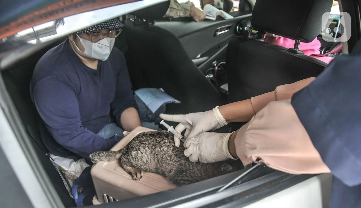 Petugas medis Sudin KPKP Jakarta Timur menyuntikkan vaksin rabies kepada hewan peliharaan warga di halaman Kantor Wali Kota Jakarta Timur, Selasa (28/9/2021). Kegiatan vaksinasi rabies yang digelar secara drive thru ini digelar dalam rangka Hari Rabies Sedunia. (merdeka.com/Iqbal S Nugroho)